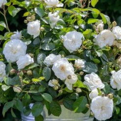 Rosier MARINA PICASSO ® Meidyceus -Jardin Entretien Magasin 3128 2934f rosier marina picasso meidyceus mm t1000