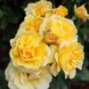 Rosier Grimpant Golden PAREO ® Meipiyou