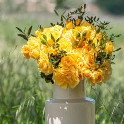 Rosier Grimpant Golden PAREO ® Meipiyou -Jardin Entretien Magasin 3135 2911c rosier grimpant golden pareo meipiyou mi t1000