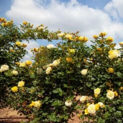 Rosier Grimpant Golden PAREO ® Meipiyou -Jardin Entretien Magasin 3135 2911d rosier grimpant golden pareo meipiyou mi t1000