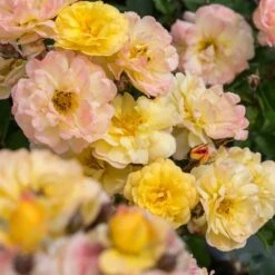 Rosier REVE DE PARIS ® Meilowmye -Jardin Entretien Magasin 3150b reve de paris meilowmye mm t1000