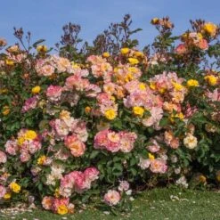 Rosier REVE DE PARIS ® Meilowmye -Jardin Entretien Magasin 3150c reve de paris meilowmye mm hd t1000