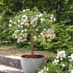 Rosier Demi-tige Semi-retombant Icy DRIFT ® Meipicdevoj