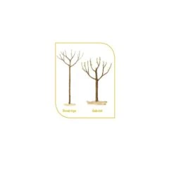 Prunier Reine Claude D'Oullins -Jardin Entretien Magasin 4 fr fruitiers demi tige gobelet t1000 3