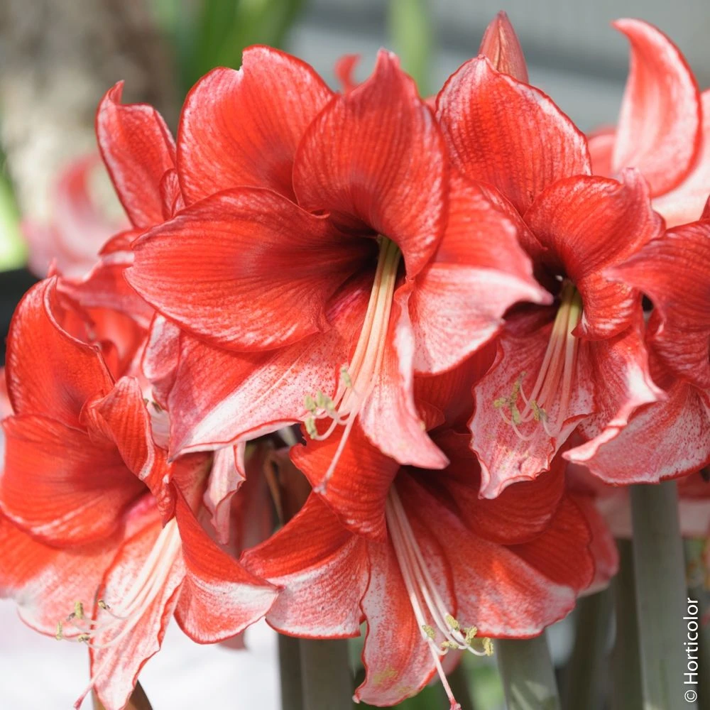 Amaryllis Charisma 1 Amaryllis Charisma