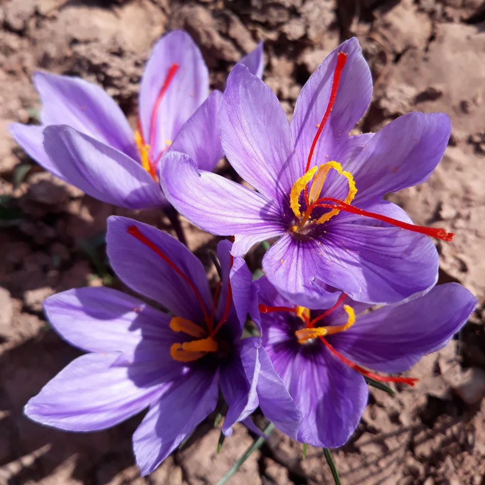 Crocus Safran 2 Crocus Safran – Image 2