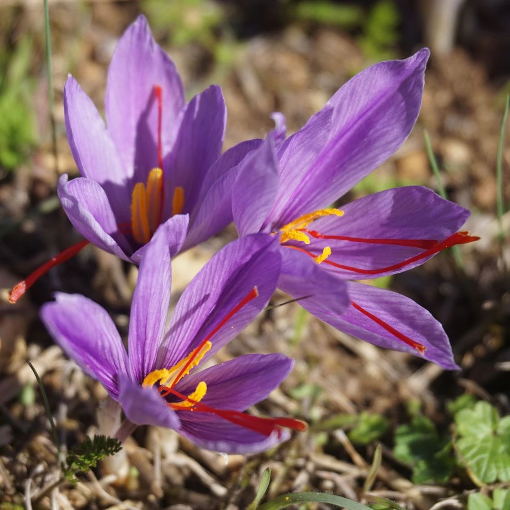 Crocus Safran 1 Crocus Safran