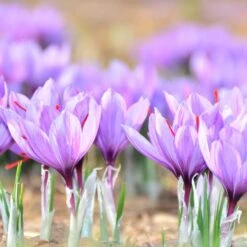 Crocus Safran 5 Crocus Safran -Jardin Entretien Magasin 4124 crocus safran l8b7 oaup2k unsplash t1000
