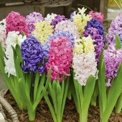 Jacinthes à Massifs En Mélange