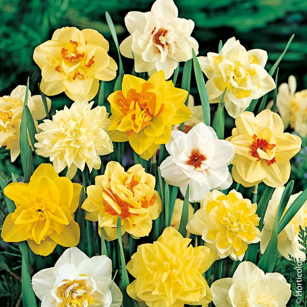 Narcisses Doubles En Mélange 1 Narcisses Doubles En Mélange