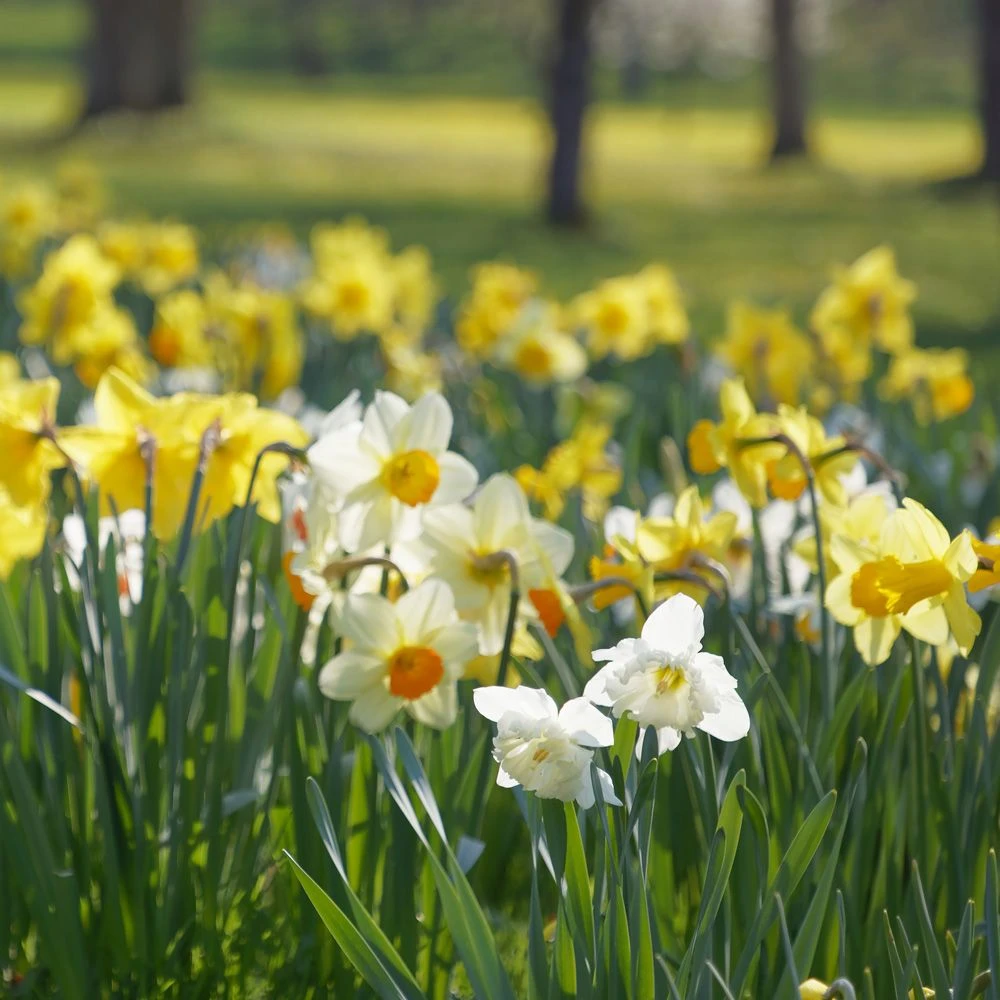Narcisses Simples En Mélange 1 Narcisses Simples En Mélange