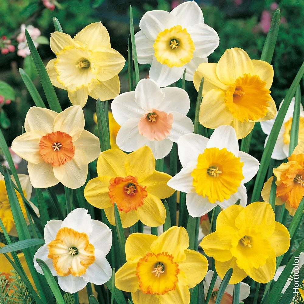 Narcisses Simples En Mélange 2 Narcisses Simples En Mélange – Image 2