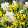 Narcisses De Rocailles Mélange Printanissimo
