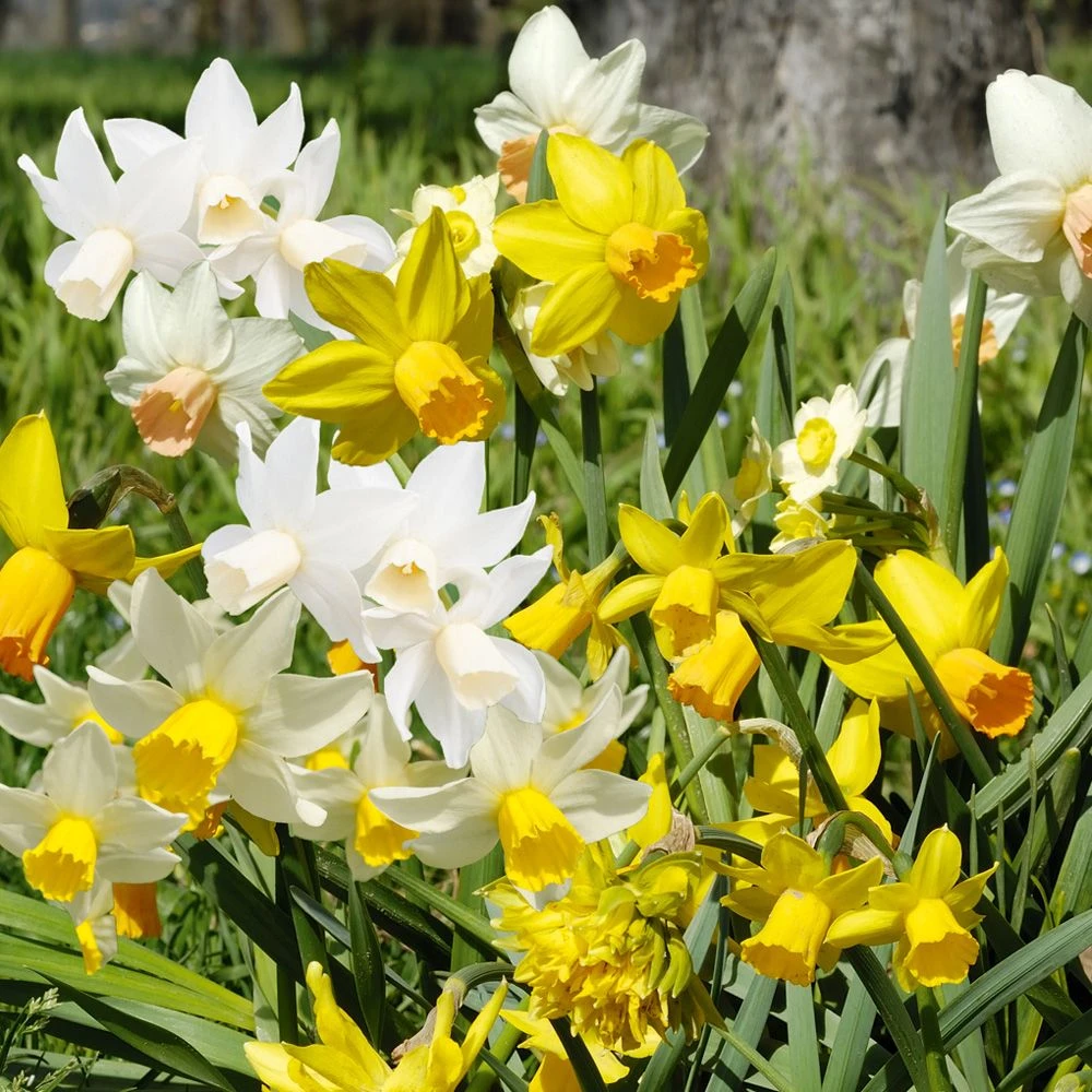 Narcisses De Rocailles Mélange Printanissimo