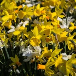 Jardin Entretien Magasin -Jardin Entretien Magasin 4161 4946 narcisses printanissimo type cyclamineus mix shutterstock 1935893959 t1000