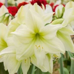 Amaryllis Jaune Lemon Lime