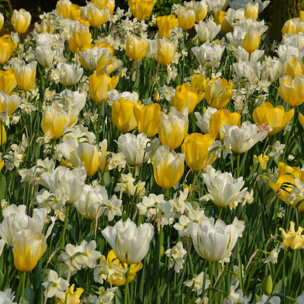 Assortiment Fidji : Tulipes Hâtives + Narcisse 1 Assortiment Fidji : Tulipes Hâtives + Narcisse