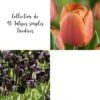 Collection De 40 Tulipes Simples Tardives