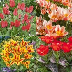 Collection De 40 Tulipes Naines Greigii