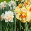 Collection De 36 Narcisses à Fleurs Doubles