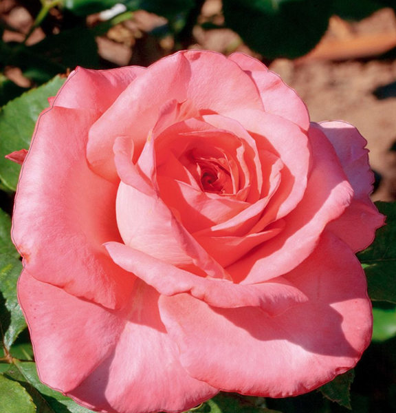 Jardin Entretien Magasin -Jardin Entretien Magasin 4e9baaf19c9c976d70b4fa2fb93a9419