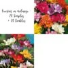 Freesias En Mélange : 20 Simples + 20 Doubles