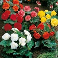 Bégonias NON STOP ® En Mélange