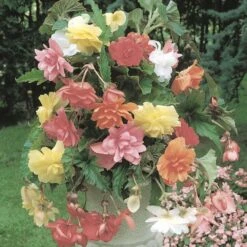 Bégonias Cascades Doubles Pastel En Mélange