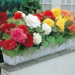 Bégonias à Fleurs D'oeillet En Mélange