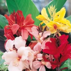 5 Grands Cannas En Mélange