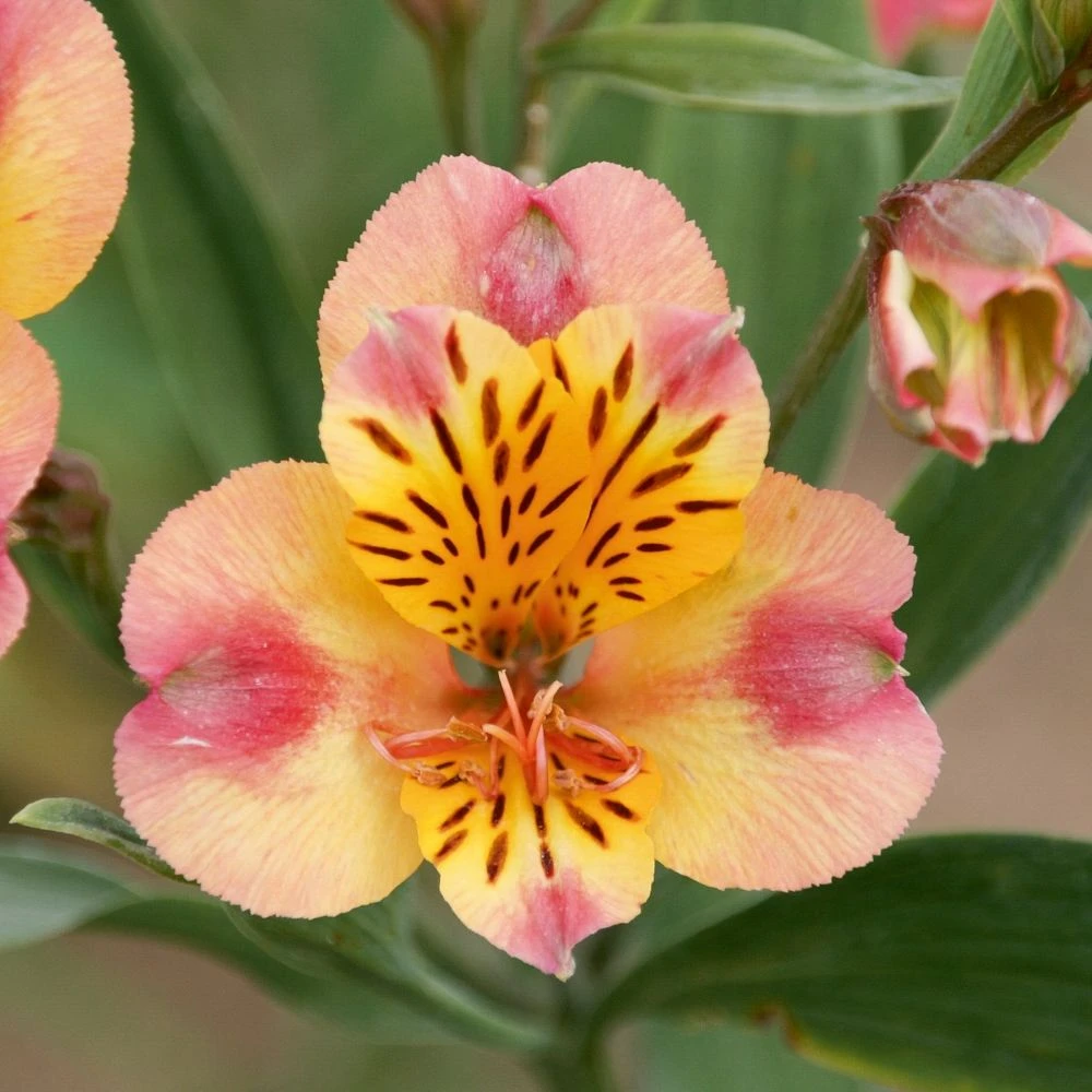 Alstroemère Ou Lis Des Incas Chartrené 1 Alstroemère Ou Lis Des Incas Chartrené