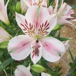 Alstroemère Basse Ou Lis Des Incas Béatrice