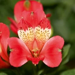 Alstroemère Ou Lis Des Incas Pitchounes Stella