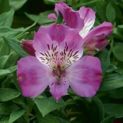 Alstroemère Ou Lis Des Incas Pitchounes Lucas