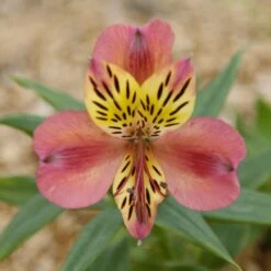 Alstroemère Ou Lis Des Incas Avrillé