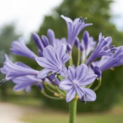 Jardin Entretien Magasin 19 Agapanthe Naine Sophie