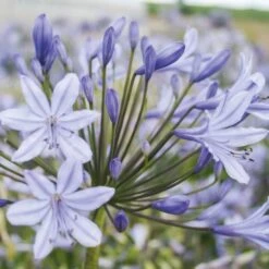 Jardin Entretien Magasin -Jardin Entretien Magasin 5346 agapanthes naines sophie turcieflor 0043 t1000