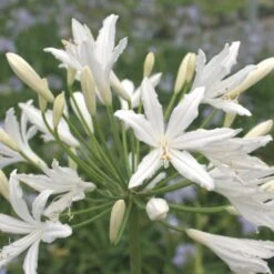 Agapanthe Vallée De La Sarthe