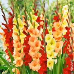 Glaïeuls Assortiment Tons Chauds