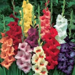 Glaïeuls En Mélange