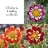 Collection De 6 Dahlias à Collerette