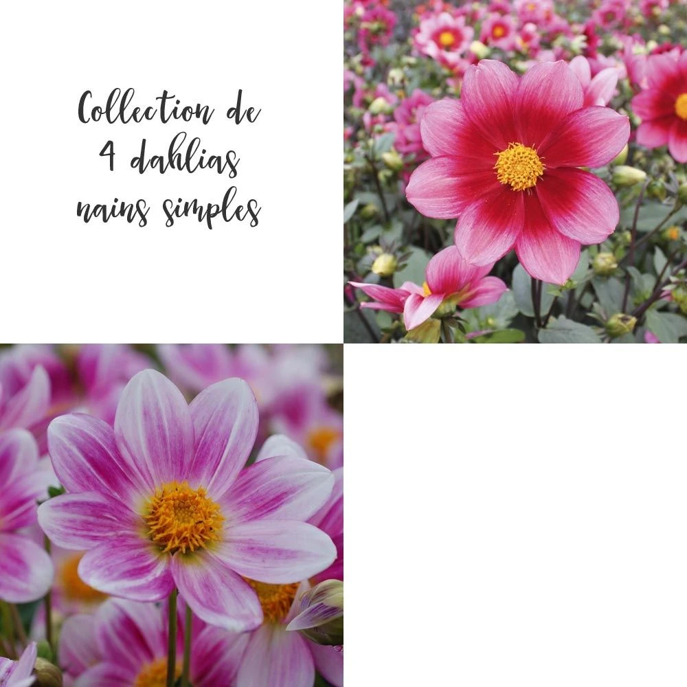 Collection De 4 Dahlias Nains Simples 1 Collection De 4 Dahlias Nains Simples