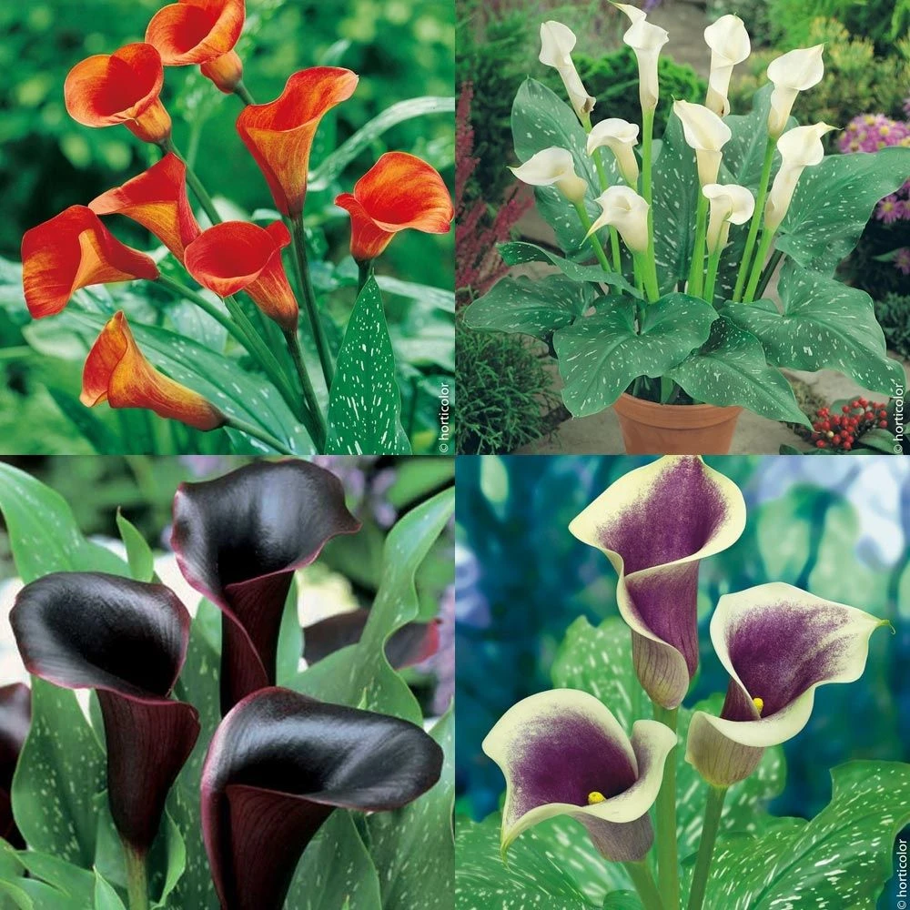 Collection De 6 Arums 1 Collection De 6 Arums