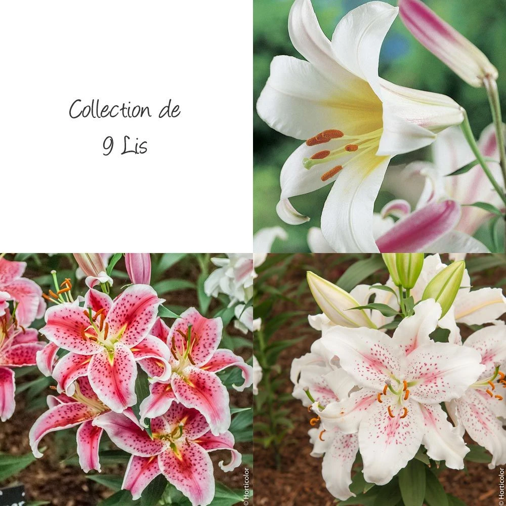 Collection De 9 Lis 1 Collection De 9 Lis