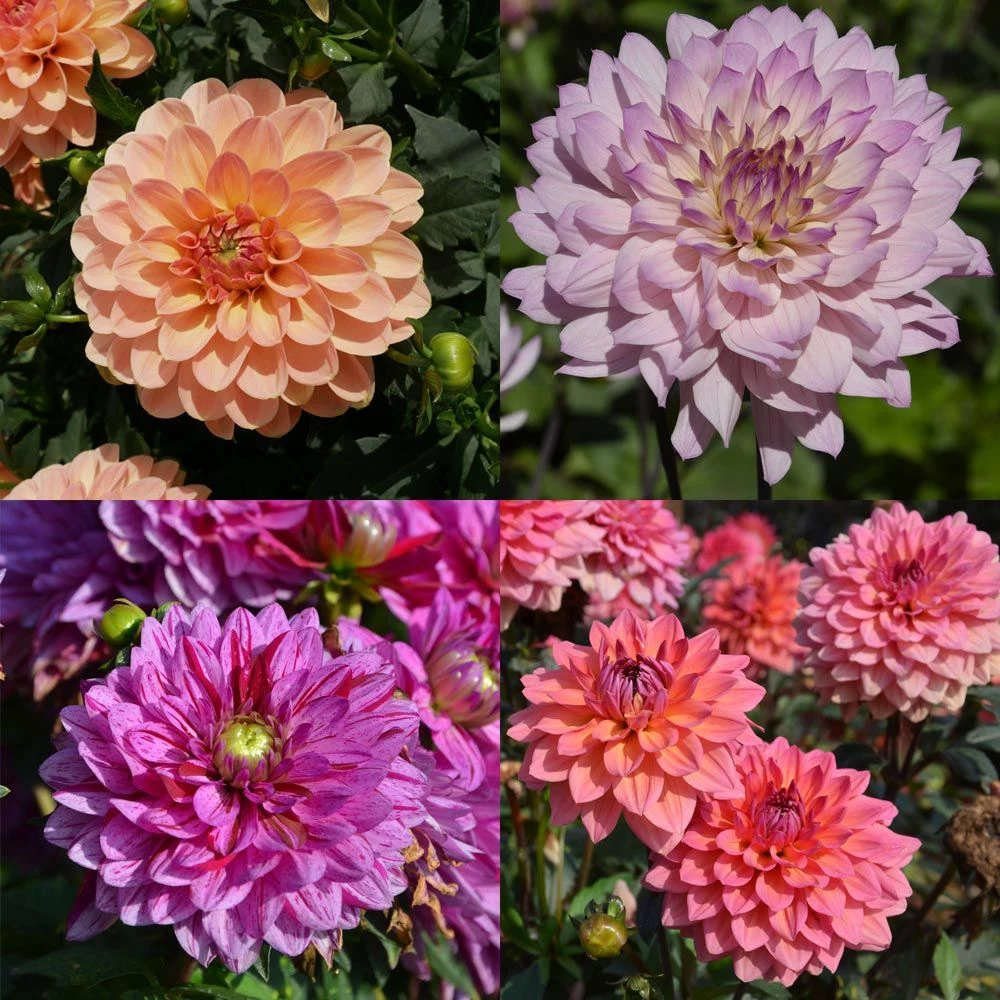Collection De Dahlias Nains Doubles Assortis