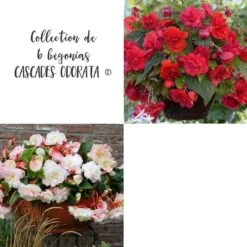 Collection De 6 Bégonias CASCADE ODORATA ®