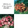 Collection De 6 Super Bégonias SENSATION ®