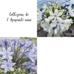 Nouvelles versions -Jardin Entretien Magasin 5943 2 agapanthes naines it 1 1