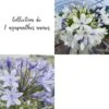 Collection De 2 Agapanthes Naines