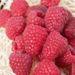 Framboisier MARASTAR ® Cov MA 2920 (remontant)